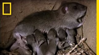 Momma Rat 15000 Babies a Year  National Geographic [upl. by Charlot180]