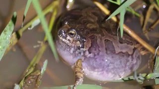 Physalaemus marmoratus vocalizando [upl. by Osnerol729]