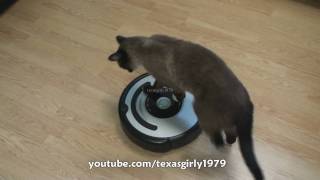 Cat shows HOW TO use iRobot Roomba Vacuum [upl. by Keon]