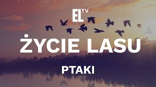 Życie lasu – ptaki film przyrodniczy [upl. by Sirej]