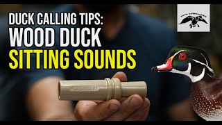 Wood Duck Calling Tips Sitting Sounds [upl. by Aicemak]