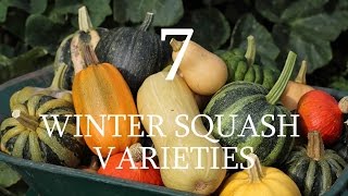 7 Varieties of Winter Squash [upl. by Aknayirp]