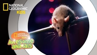 Rat Genius  Awesome Animals [upl. by Eilata]