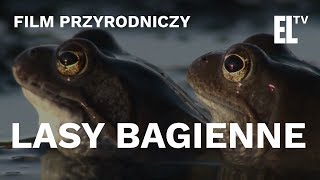 Lasy bagienne  czyta Krystyna Czubówna [upl. by Eniloj135]