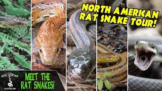 MEET THE RAT SNAKES [upl. by Andrel]