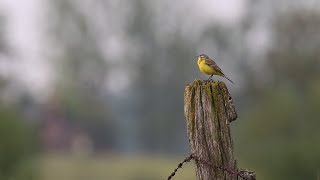 Pola tętniące życiemCZYTA KRYSTYNA CZUBÓWNA [upl. by Adamis]