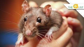 5 Fascinating Facts About Rats [upl. by Laeahcim]