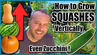 How to Grow Squash VerticallyEVEN ZUCCHINI Small Space Gardening [upl. by Georgine]