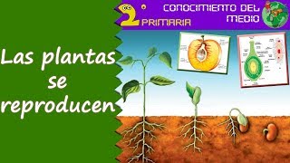 Cono 2º Primaria Tema 6 La reproducción de las plantas [upl. by Hotchkiss]