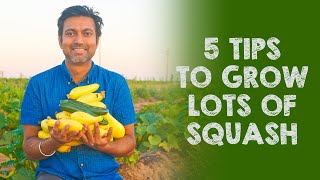 5 Tips to Grow LOTS of SQUASH [upl. by Arotal]