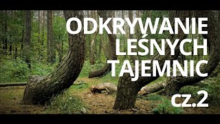 Lasy w Polsce — odc 2 — czyta K Czubówna [upl. by Morentz632]