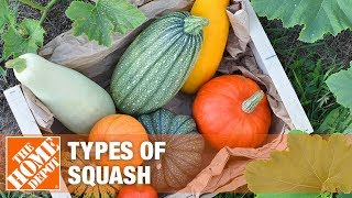 Types of Squash [upl. by Ogilvie707]