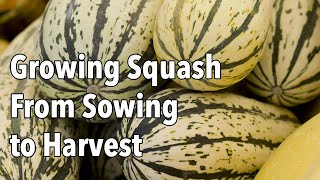 Growing Squash from Sowing to Harvest [upl. by Yraillih]