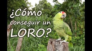 Como cuidar un LORO  ¿COMO CONSEGUIR UN LORO [upl. by Blunk479]