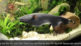 Big Black Ghost Knife Fish Exploring new home [upl. by Idak963]