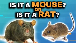 Mice amp Rats Whats The Difference [upl. by Servais]