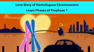 Stages of Prophase 1 of Meiosis with a visual mnemonic [upl. by Octavla]