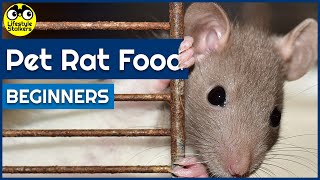 Pet Rat Food  What do Rats eat Guide for Beginners [upl. by Wolenik420]