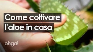 Come coltivare laloe in casa e come prendersene cura [upl. by Chyou]