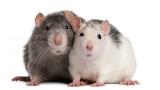 How to Understand Rat Sounds  Pet Rats [upl. by Unam]