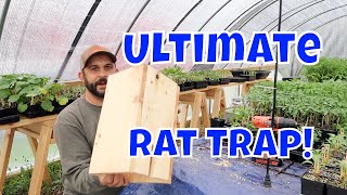 No More Rats Easy Homemade Rat Trap [upl. by Llorrac666]