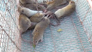 Graphic Vietnam wild food  Rice Field MOUSE RAT  Cooking MOUSE in Vietnam [upl. by Minabe]