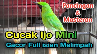 CUCAK IJO MINI GACOR FULL ISIAN MELIMPAH  Pancingan amp Masteran [upl. by Hacceber]