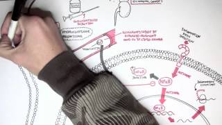 Pharmacology  Glucocorticoids [upl. by Lesnah3]